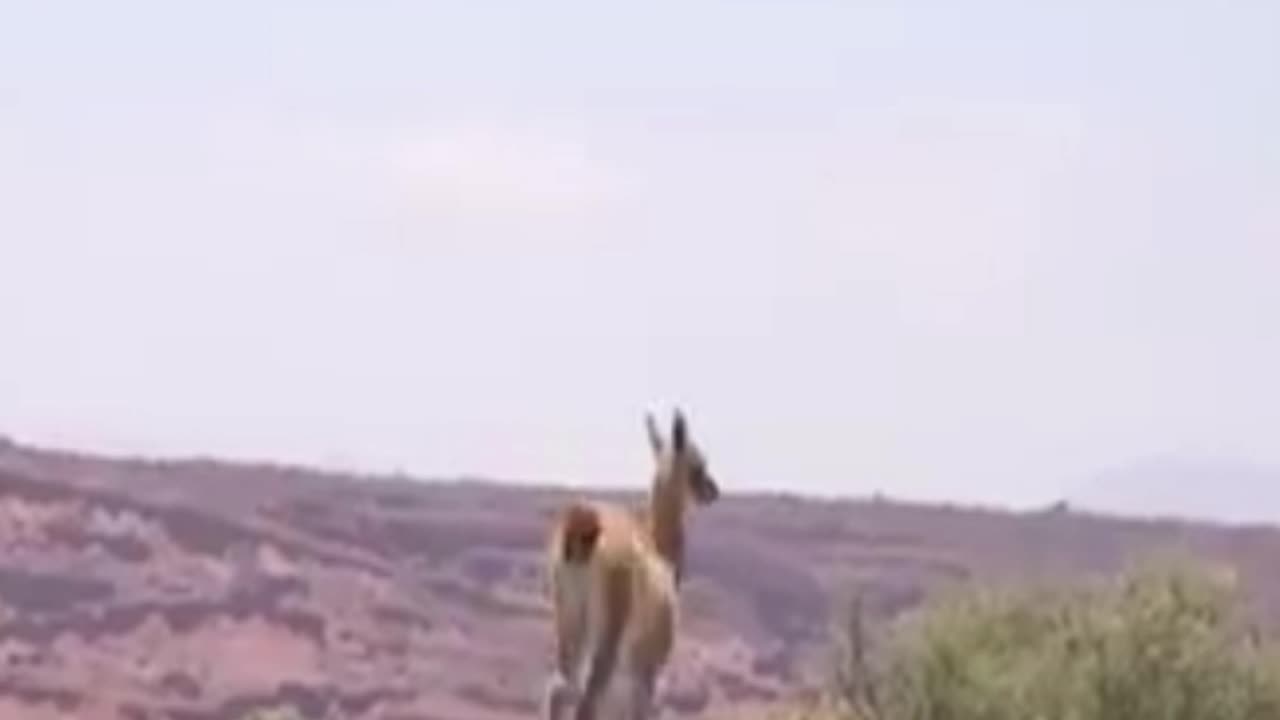 guanaco