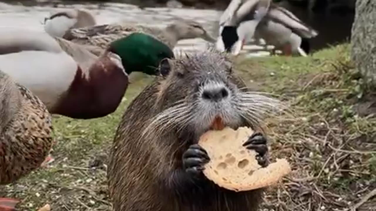 Feeding time at the park