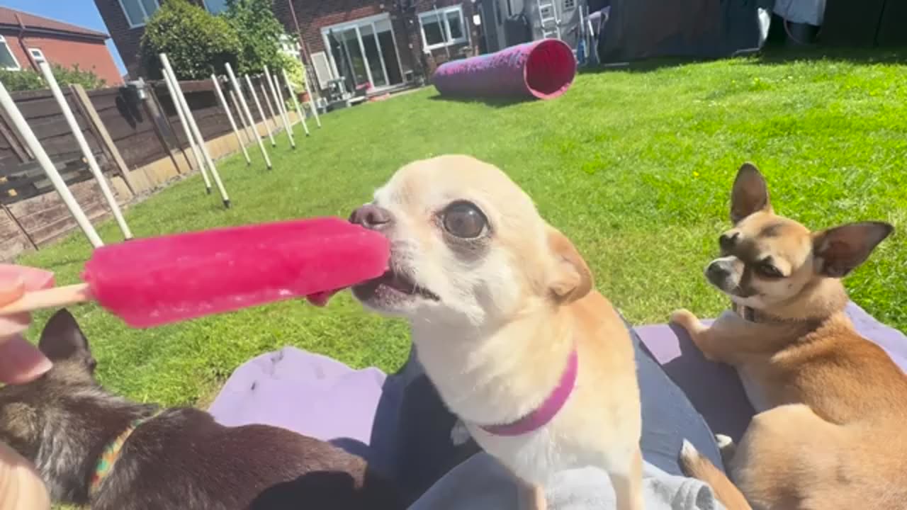 Polite tiny licks.