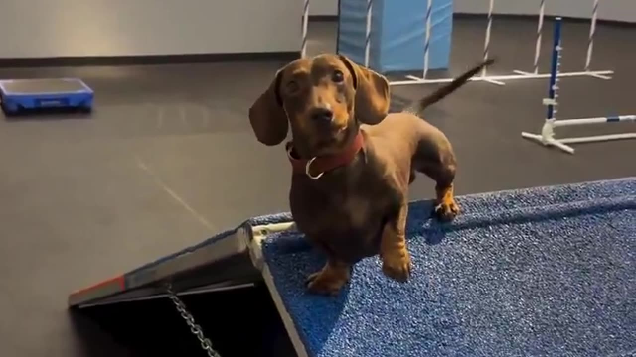 Tenderness and agility come together in this adorable athletic puppy.