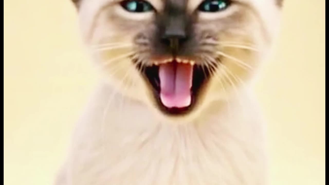 Funny kitten mix