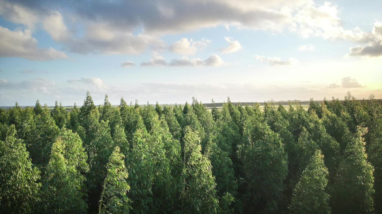 God's Touch - Anxiety (Jeff Osburn)