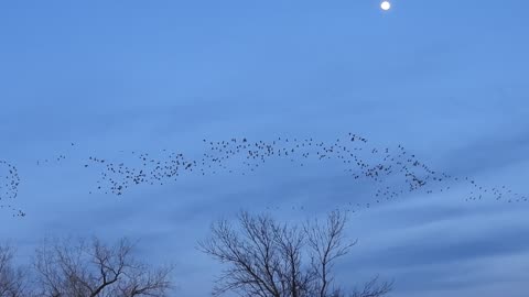 Sandhill Cranes March 11 2025 arrival
