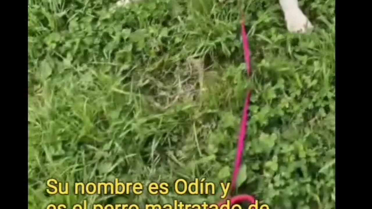 Odín busca adopción desde Castañeda (Cantabria)