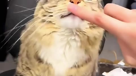 Funny Videos, Funny Animal Videos, Cute Animals, Dogs