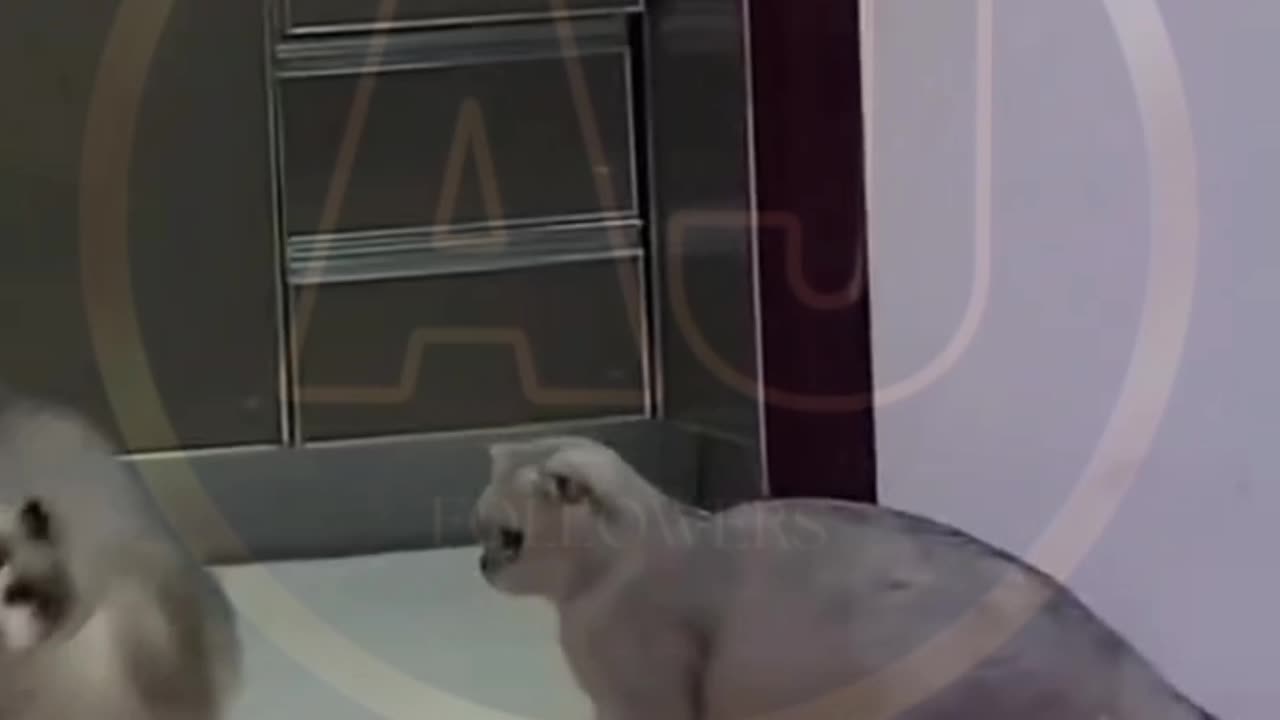 Funny video