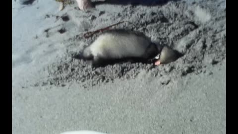 Ferret at Florida Ocean Nasa 1985