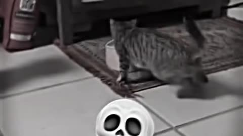 Dog Vs Cat DRIFT aura💀💀
