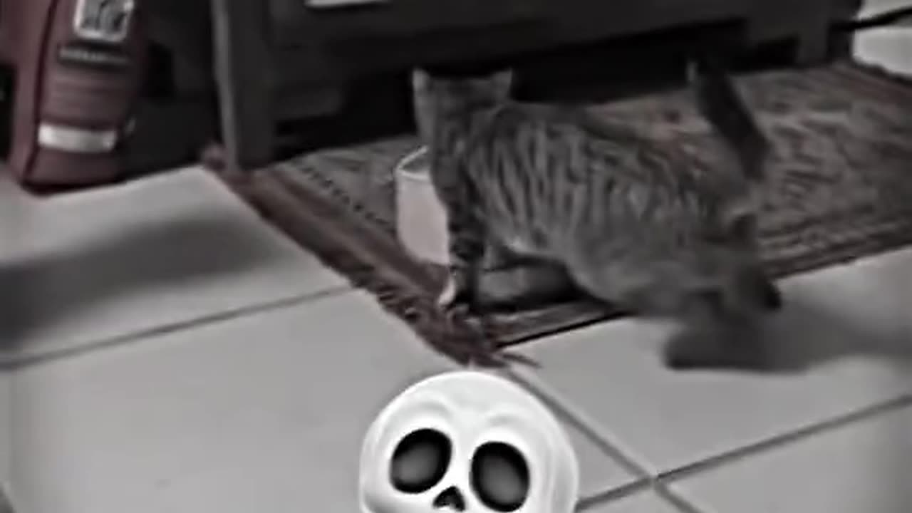 Dog Vs Cat DRIFT aura💀💀