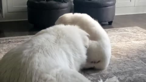 🤣🐶 Titan and Zooma Steal the Show! | FunFM