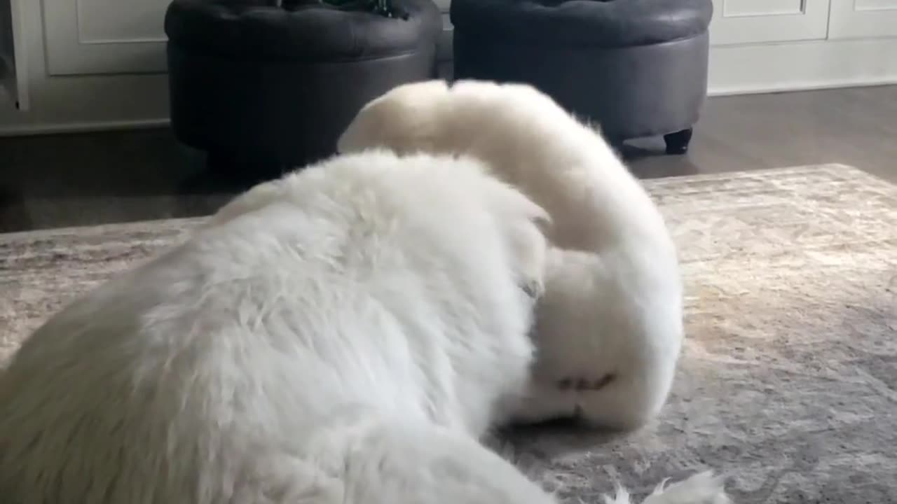 🤣🐶 Titan and Zooma Steal the Show! | FunFM