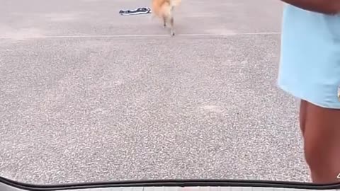 Dog Outsmarts Human in Rock-Paper-Scissors 🐶✋😂 She Never Stood a Chance!