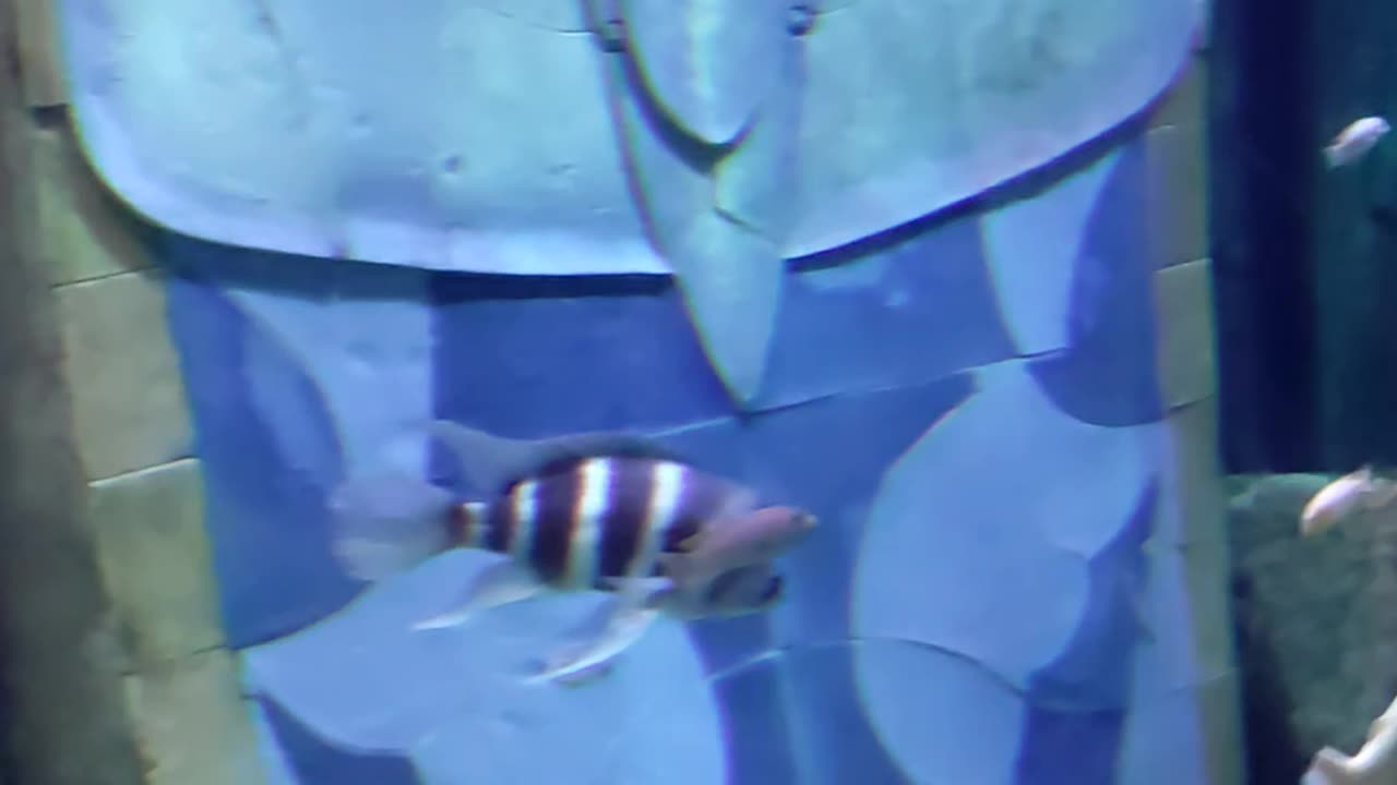 fish River funy video 😱😱😱😱