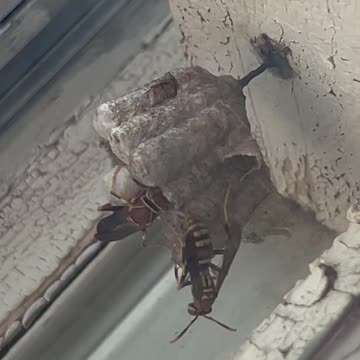 Ep. 446 "Caged Bird Sings" by Patrick Henry The Batman