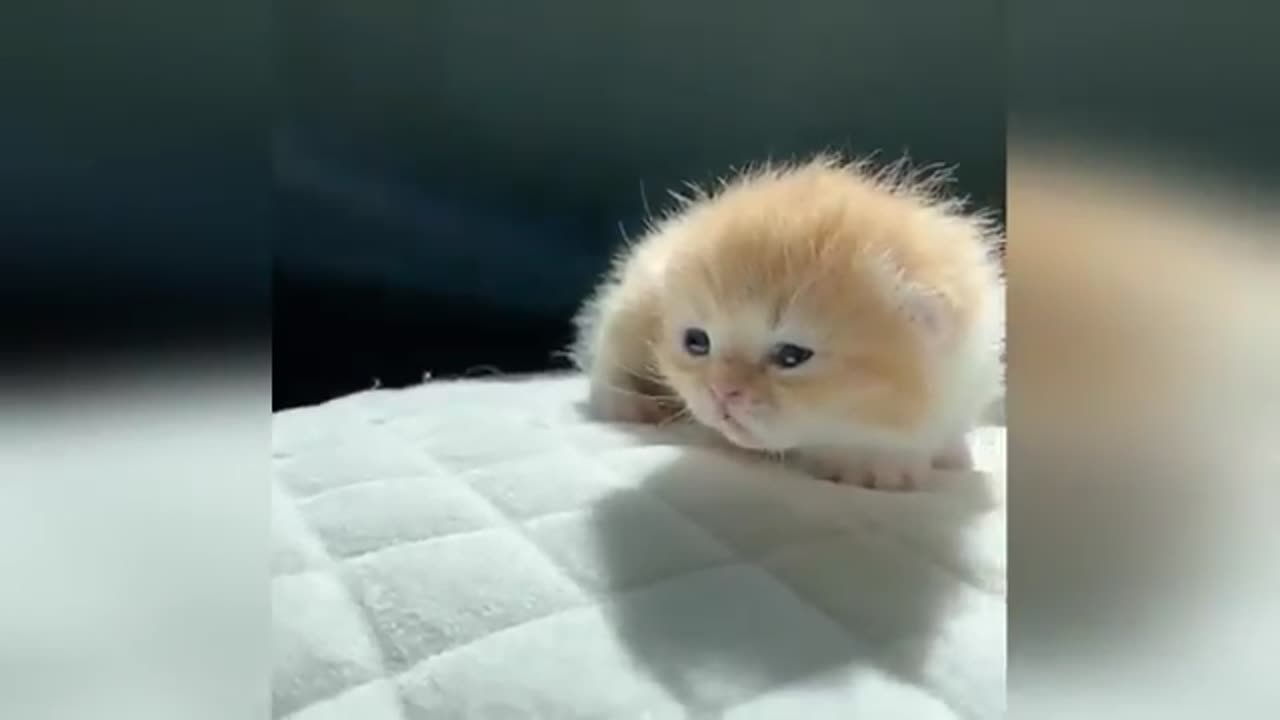 Funniest Animal Videos Ever