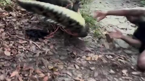 Man gets over powered by crocodile