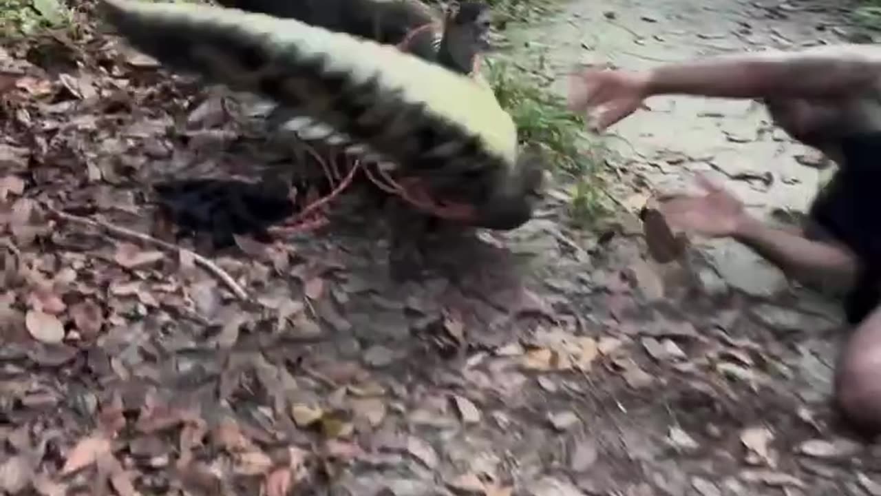 Man gets over powered by crocodile