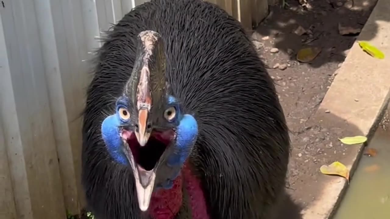 Cassowary is very Beautiful and Scary