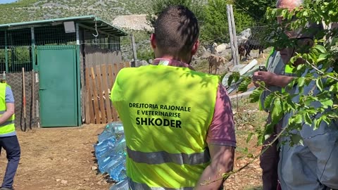 Karantinohet ferma në Postribë të Shkodrës, bagëtitë e imëta rezultojnë të infektuara