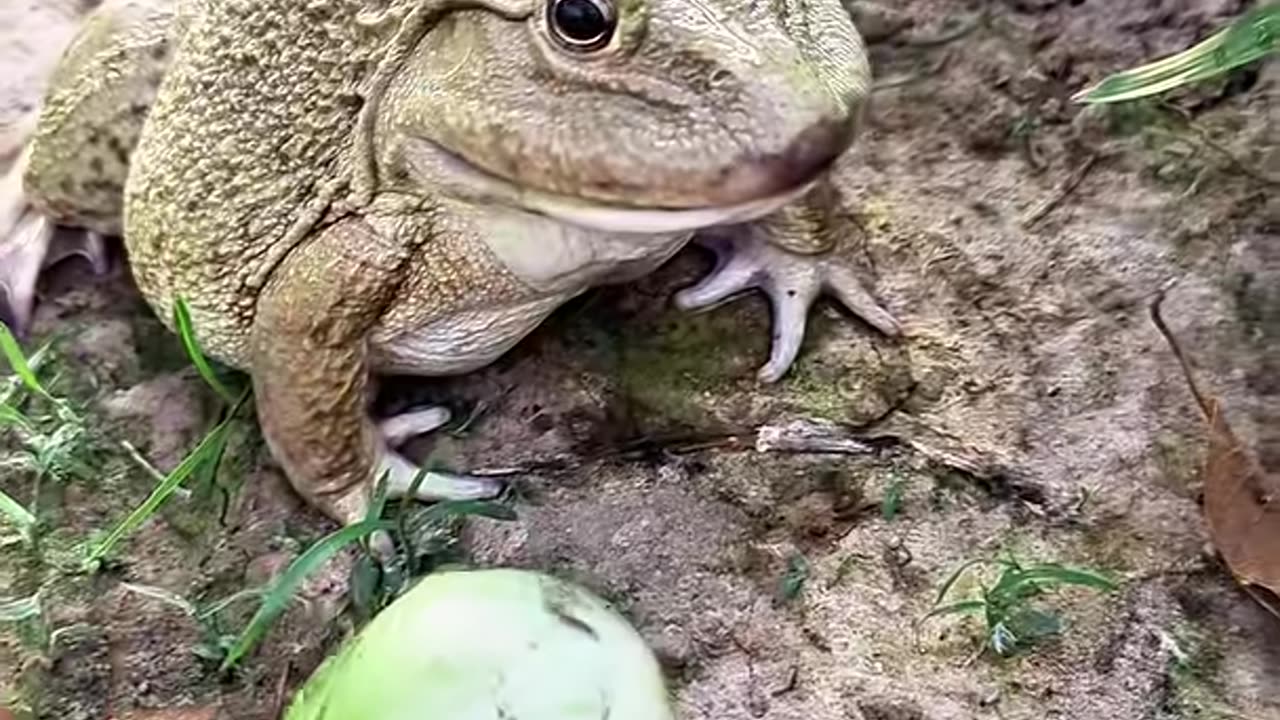 Funny Frogs/ Fun with frogs jumping