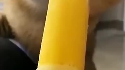 funny cats
