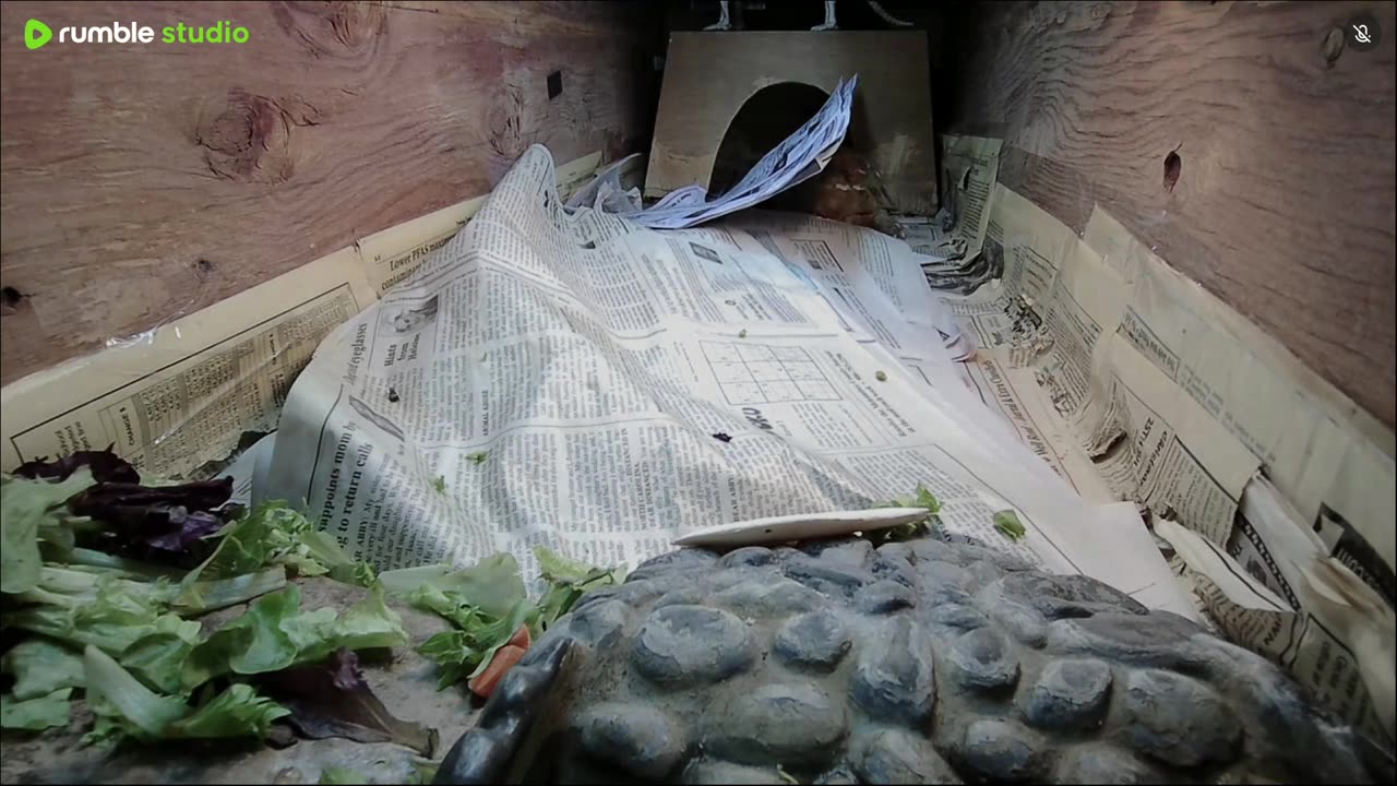 Shelly The Tortoise!