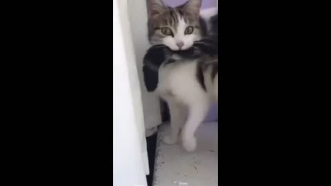 Funny animal videos - Funny cats/dogs - Funny animals