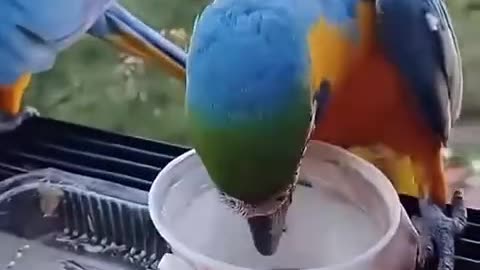 a parrot searching for food and unexpectedly received a surprise | pets video ।।