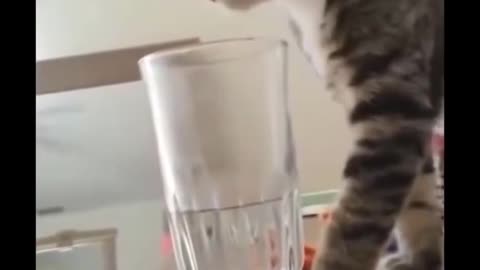 Funny Cat