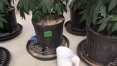 A look at watering the plants