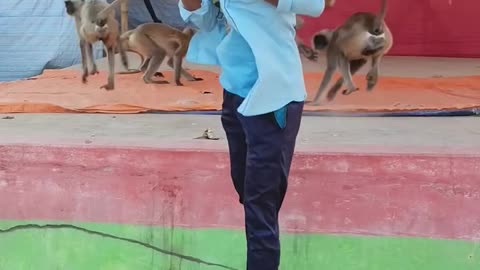 The man fun with monkeys😂