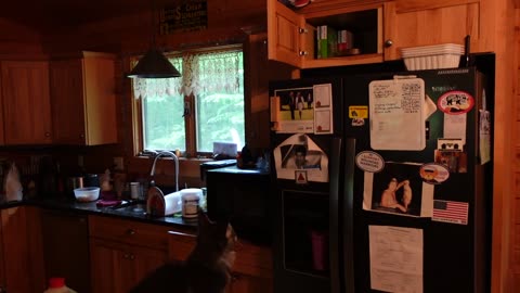 Kitten Caught Red Handed