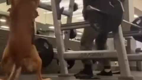 weight lifting doggy