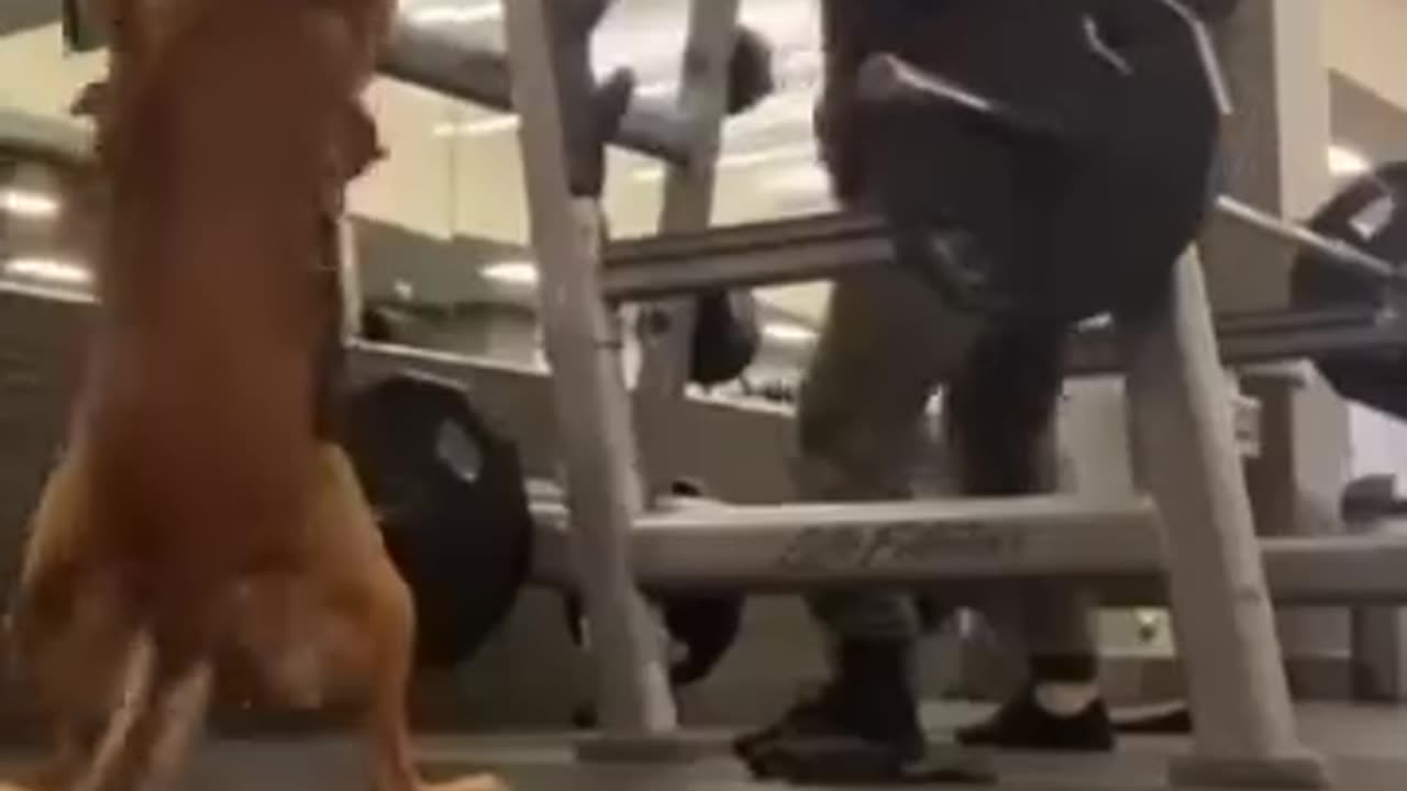 weight lifting doggy