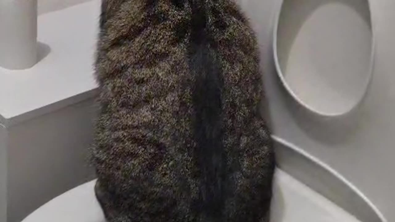 Cat Taught Himself How to Use the Toilet