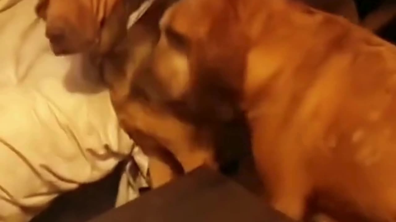 FUNNY ANIMAL COMPILATIONS - PART 51