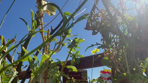 Rucola plant raving