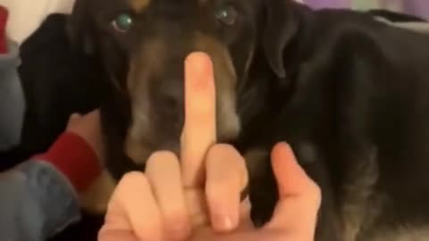 Angry Dog vs Loving Dog 😂 | Dog Reactions Gone Wild | Viral Pet Shorts 2025
