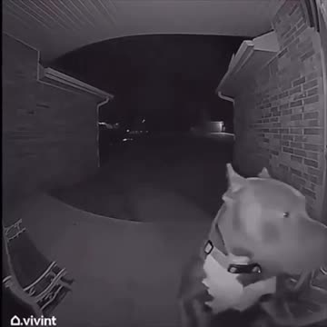 Dog runs away then comes home at 4 am and rings the doorbell