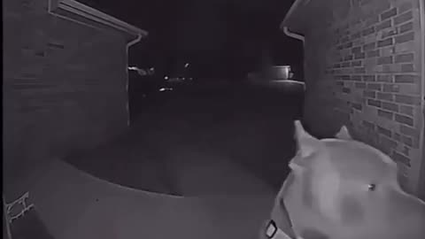 Dog runs away then comes home at 4 am and rings the doorbell