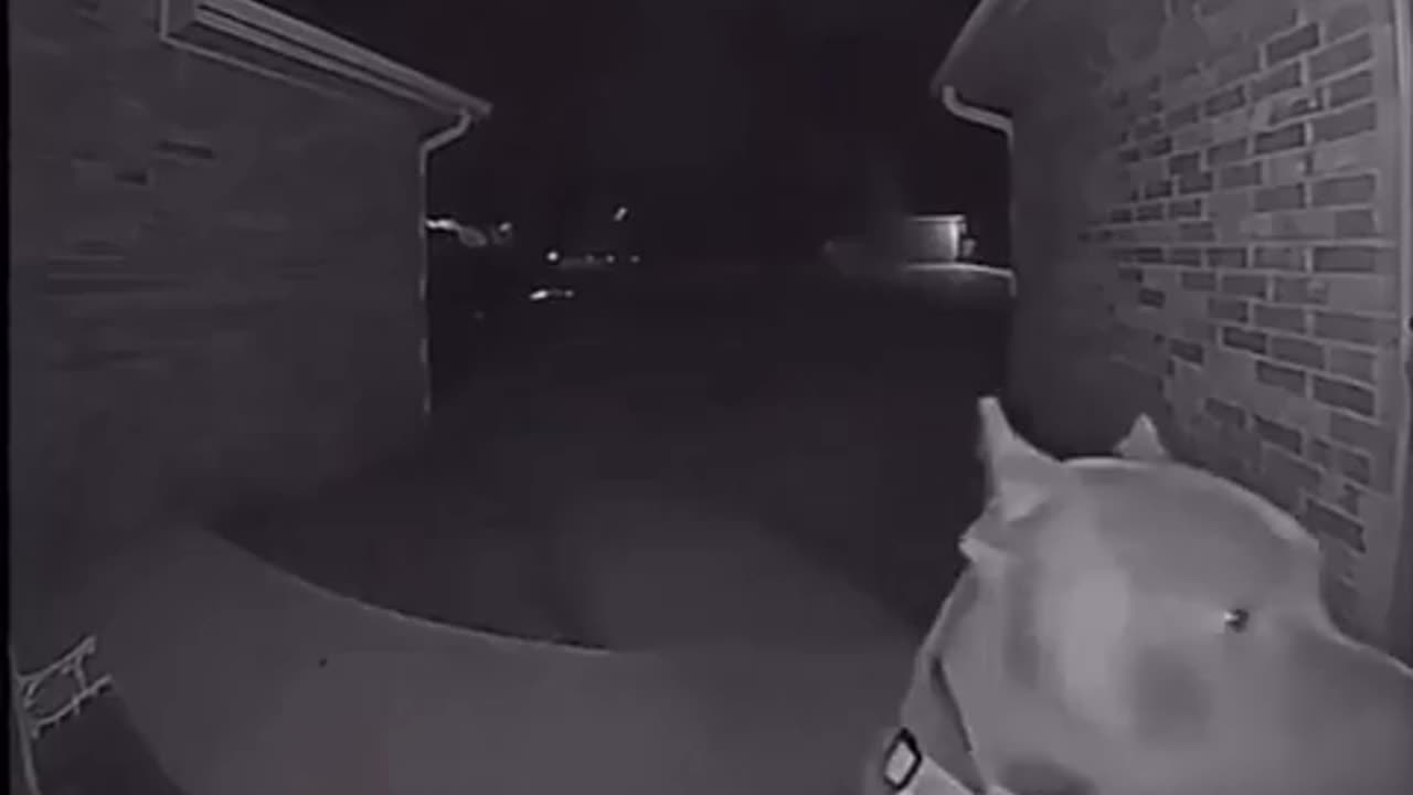 Dog runs away then comes home at 4 am and rings the doorbell