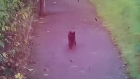 Funny Animals 😹🐶 | Funniest Cats & Dogs Compilation Ever! 😂🐾