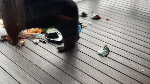 Adorable Bear Cubs Try to Play on Porch Swing
