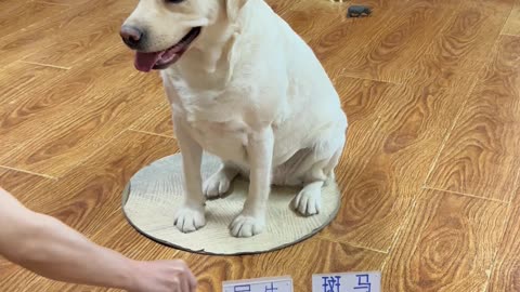 寻找小动物，狗子信手捏来 Dogs look for small animals