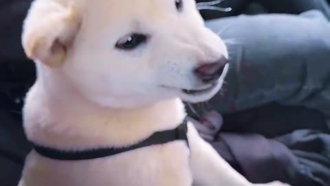 The first time I raised a dog, I ended up with a total psycho