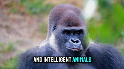 The gentle giant - Gorillas