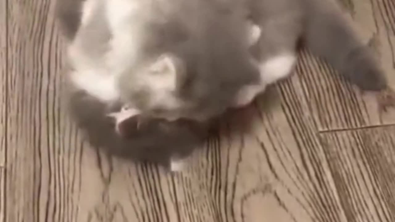 "This 8-Week-Old Kitten Has a Secret"