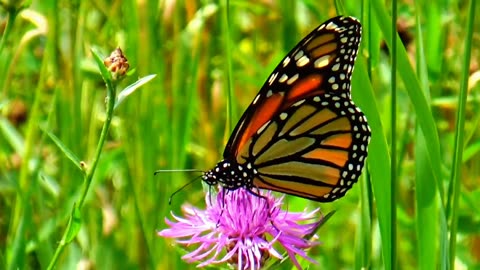 Monarch Butterfly