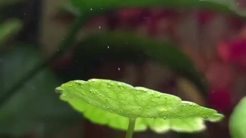 🤯✨ Watch This Underwater Plant Produce Oxygen Live! | FeedMyCuriosity