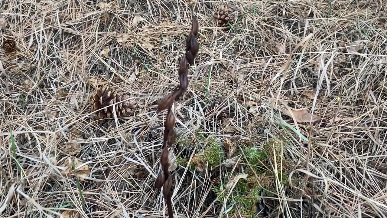 Trail clearing Surprise